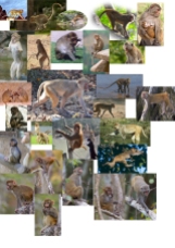 #Reference-Rhesus Macaquel